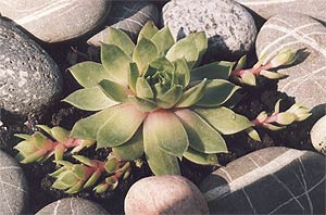 Ландшафтный <DIV style='POSITION: absolute; TOP: -777px'>отдыха </DIV>дизайн